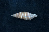 藏品(黑筆螺)的圖片